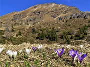 27 Al Monte Campo (Baita del Tino 1870 m) Crocus vernus (Zafferano maggiore) bianchi e violetti con vista sullo Spondone